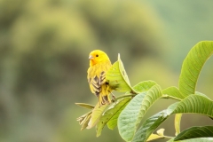 canary-392793_640