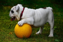 english-bulldog-1130970_640