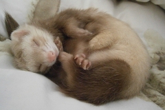 ferret-660546_640