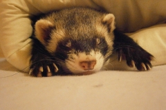 ferret-660547_640