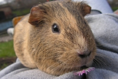 guinea-pig-449983_640