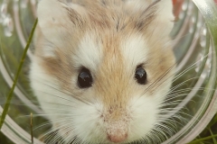 hamster-1149177_640