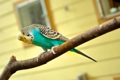 parakeet-244785_640